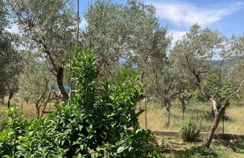 Casa Sisù-Appartamento immerso negli ulivi - Foto 11