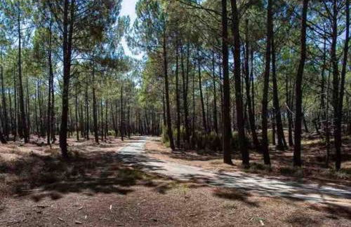 Ma cabane sous les arbres - Foto 62