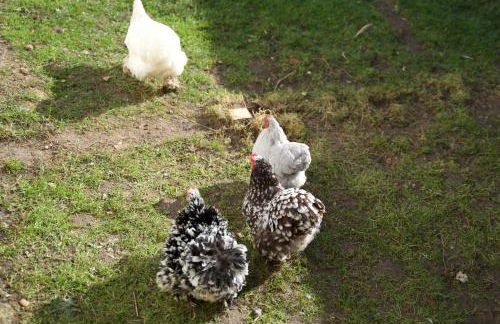 Stunning 5 Bedroom Victorian home with optional hot tub - Foto 14