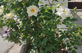 Apartmani Andric - Foto 57