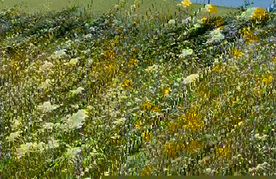 Rame- 2 Bedroom Safari Cabin Tent - Foto 12