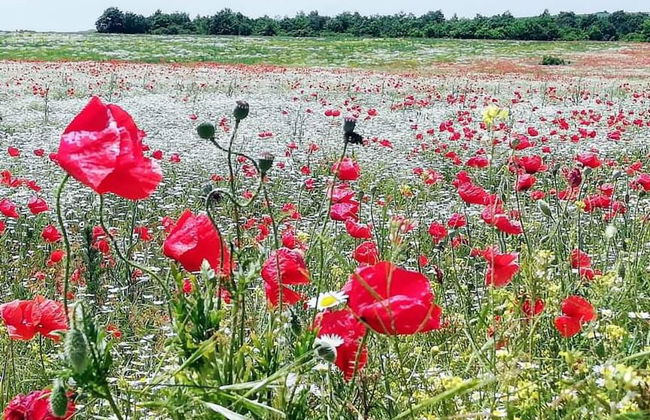 Cozy 1 Bed Cottage in Ognen, Near Karnobat, Burgas - Photo 15