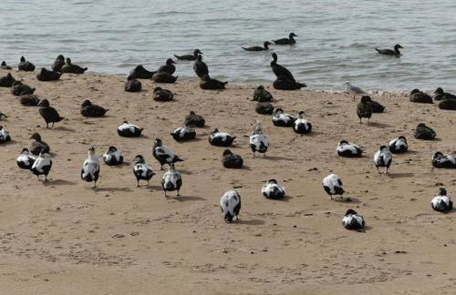 Beautiful House in Village, Newburgh, Ellon - Foto 8