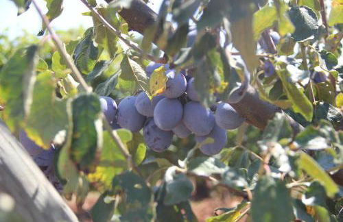 Agriturismo Agrifoglio - Foto 30