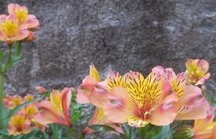 Faial Cottage - Foto 6