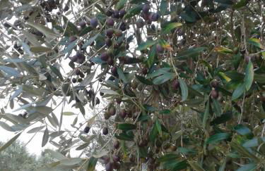 Azienda Agrituristica B&B La Torre - Photo 32