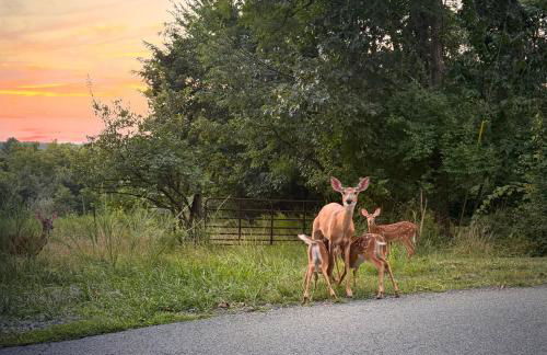 Foxhole Cabin, New 30 day stay custom log cabin in Shenandoah Valley - Foto 14