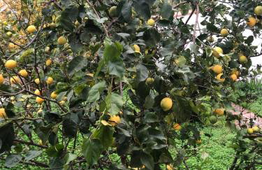 House Koula - Foto 30