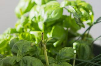 Kaffeehaus Blaslhöhe - Foto 53