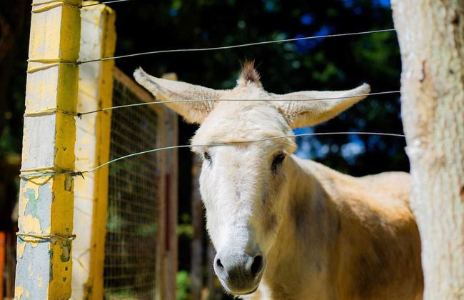 Hotel Fazenda Costelão - Photo 6