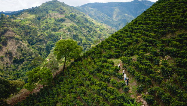 Senderismo por los cafetales de Salgar - Foto 2, Caminando entre cafetales