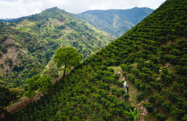 Senderismo por los cafetales de Salgar - Foto 2