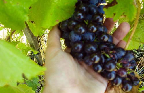 Casa Elisabetta - Foto 73