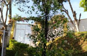 Chacara Sobrado Igarata - Foto 36