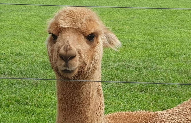 Jilly Park Farm Interactive Experience - Foto 27