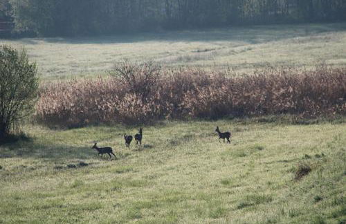 Unser Schwalbennest - Foto 41