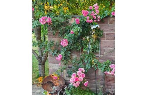 Am Park Comfortable holiday residence - Photo 5