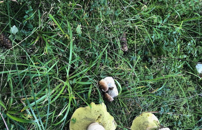 Bergheim Waeldele - Foto 53