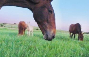 Casa Rural Yeguada Jimenez Latorre - Foto 28