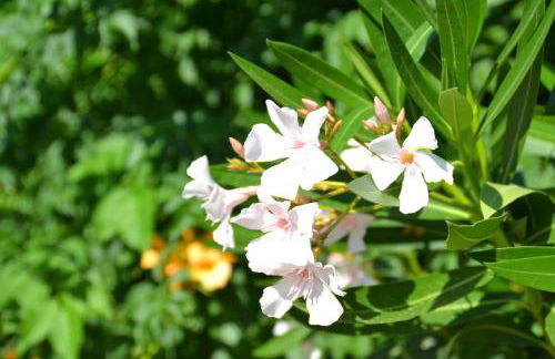 Podere Vignola - Foto 37