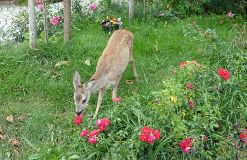 Ferienhof Hübner - Foto 23