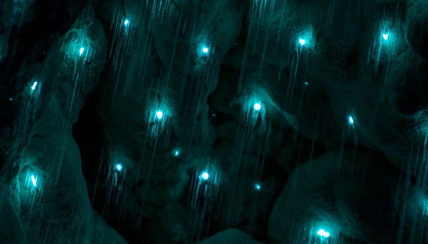 Kawiti Glowworm Caves, Hundertwasser Exhibition Centre & Opua Forest Tour - Photo 2