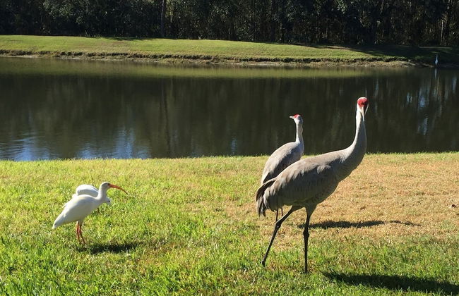 4636 5-bed Disney Area Pool Home, Cumbrian Lakes - Foto 34