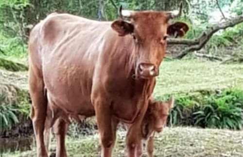 Luxury New Forest Barn, ideal for couples - Photo 38