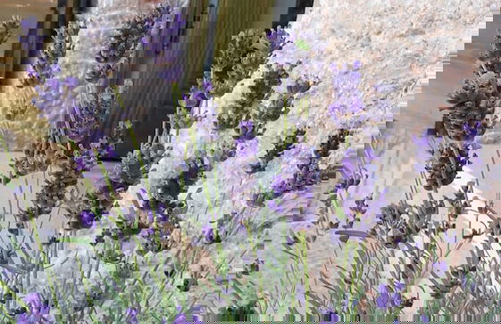 Traditional Stone House Bura - Nature Park Velebit - Foto 31