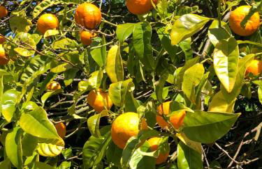 Luxurious royal estate in historic Sintra paradise - Foto 17