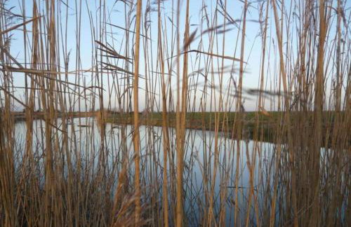 Charming Cottage in Romney Marsh Britain with Wooden Deck - Photo 30