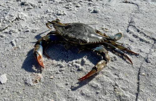 Island Retreat: Your Exclusive Oasis Awaits - Foto 7