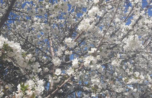Αρχοντικό Παπανικολάου - Foto 64