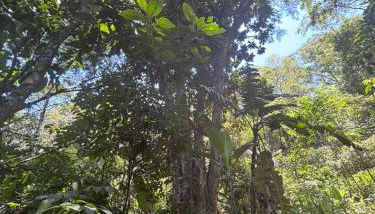 Sítio com piscina natural Cachoeiras de Macacu - Foto 4