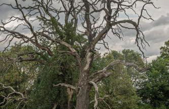 Holiday Home Haus Elbrose inmitten von Rosen mit Elbdeichzugang by Interhome - Foto 25