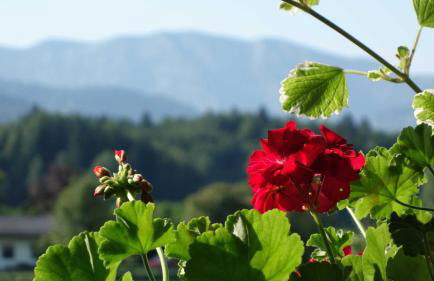 Ferienwohnung Haulle, Kreuth-Scharling am Tegernsee - Foto 61