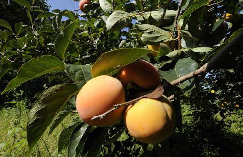 Residence Casa Torretta - Foto 25