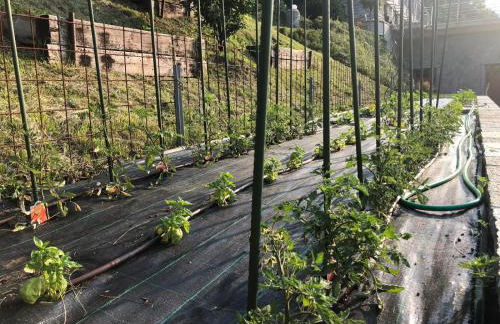 Bellagio Lake View apartment Rosabella with swimming-pool - Foto 51