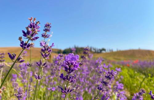 Tenuta d'Arbia, Siena - Foto 16