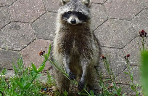 Ferienanlage Waschbär Country - Photo 53