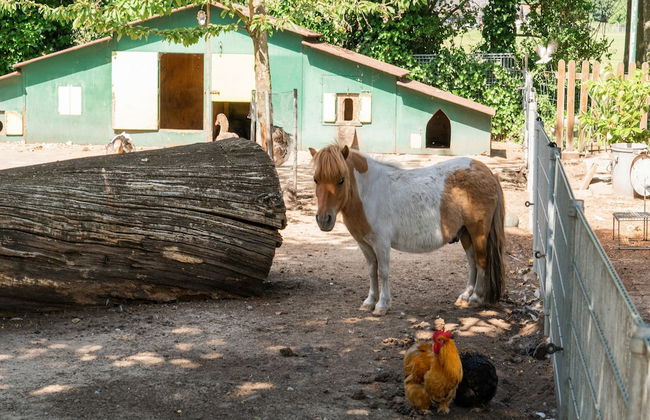 Lovely Wooden Chalet With Garden in Reutum - Photo 40