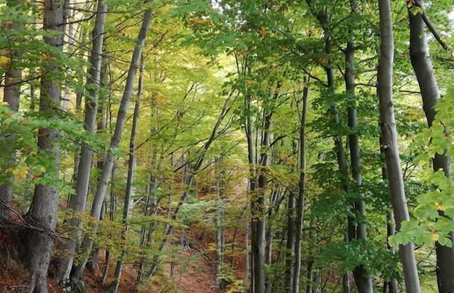 Apartments Laznica - Foto 40