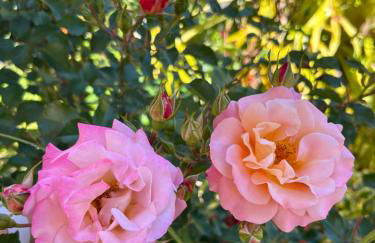 Tropical Garden - Photo 68