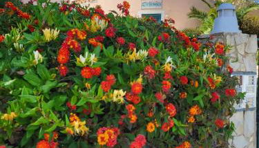 A Place in the Sun Alvor - Foto 4