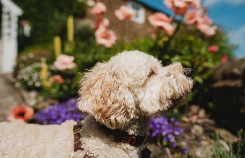 Swallow Cottage, Bakewell - Photo 23