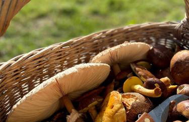 DOM NA KASZUBACH, SAUNA i BALIA - Foto 30