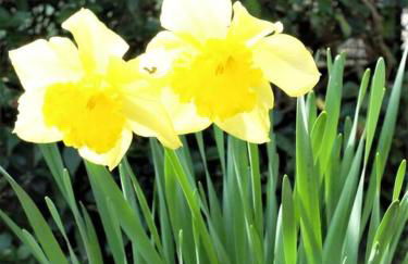 Appartamento con giardino a 5 minuti dal mare - Foto 31