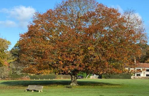 Avondale New Forest - Foto 24