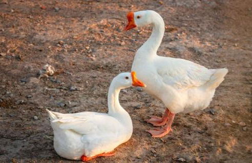 Villa Hípica - Flat com vista para o lago - Foto 39