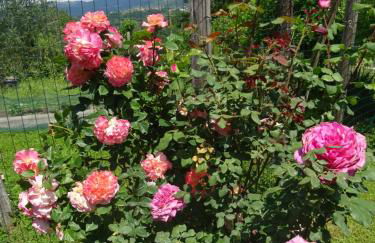 Agriturismo la Fattoria al Crocefisso - Foto 25